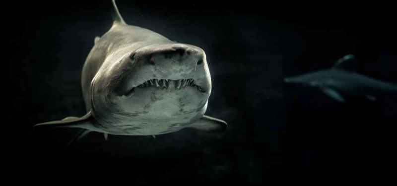 El tiburón blanco es poco frecuente en aguas de Cuba