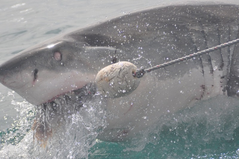 El primero de los ataques de tiburones en aguas cubanas ocurrió en La Bahía de La Habana