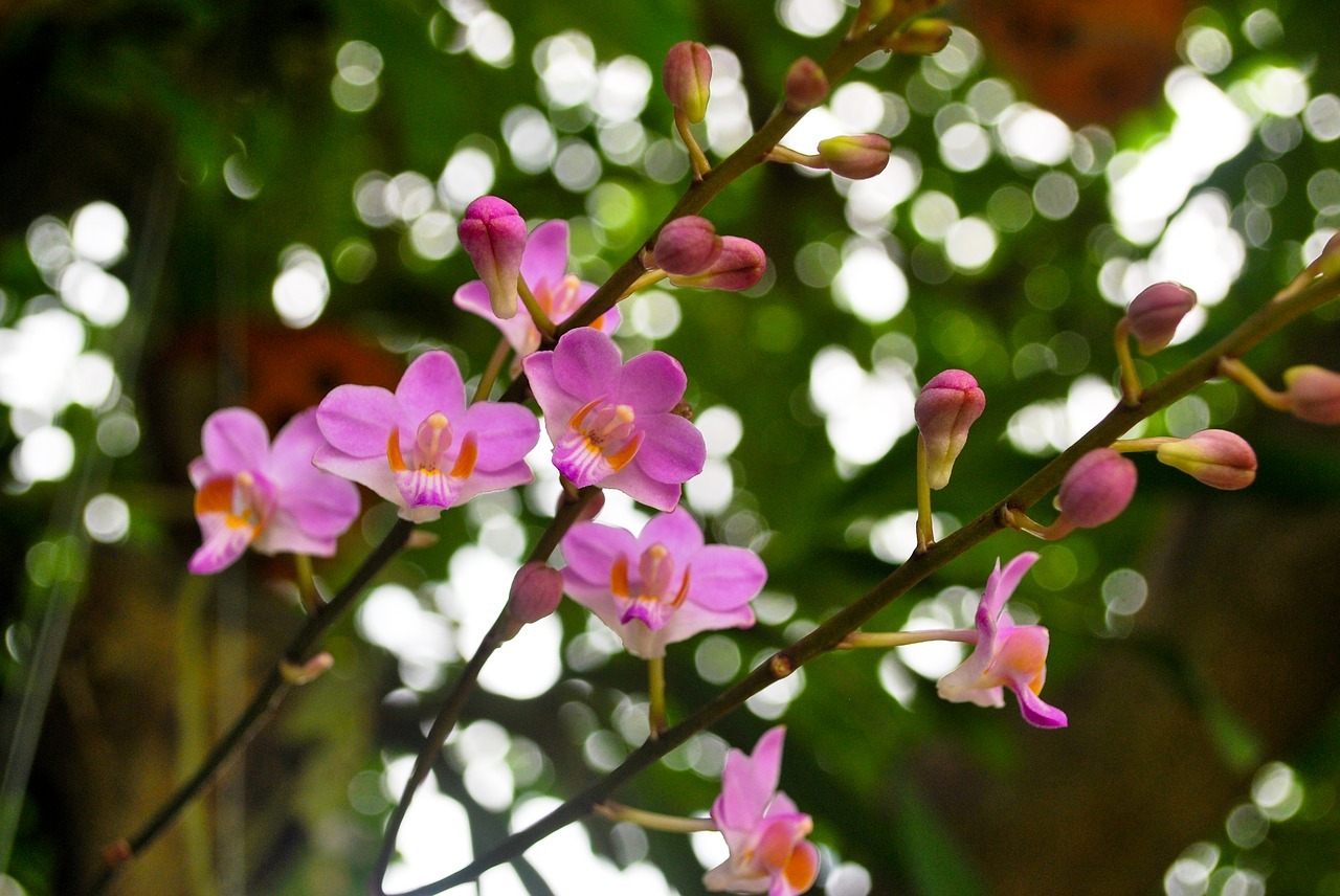 orquídeas cubanas
