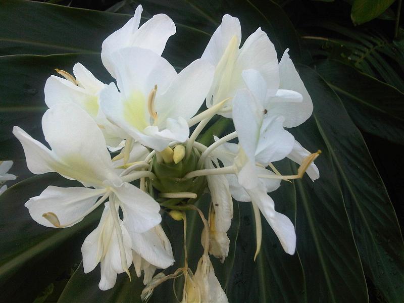 La Mariposa Blanca (Hedychium coronarium) 