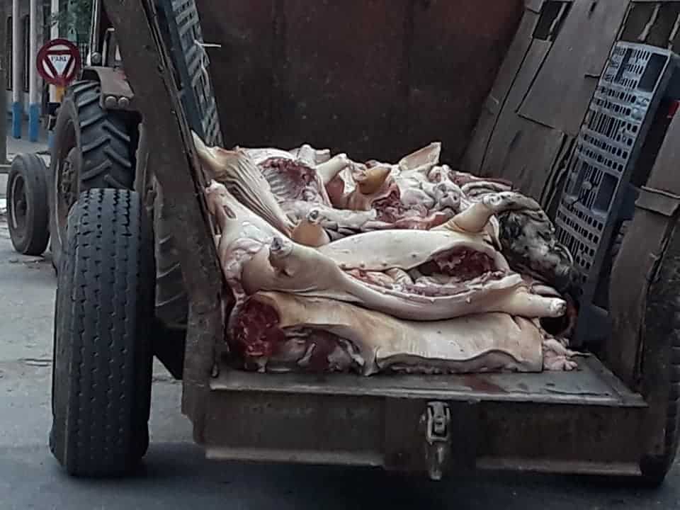 Denuncian falta de higiene en traslado de carne de cerdo en Villa Clara
