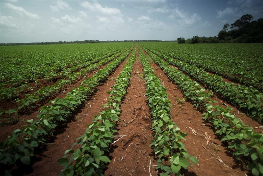 Cuba abre la puerta a cultivos transgénicos