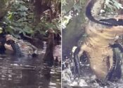 Mujer capta impresionante momento en que un enorme caimán devora a otro en parque de Florida