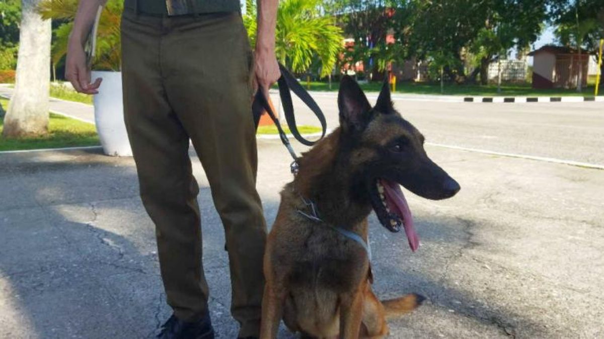 Operativo contrarreloj: así sacaron a un perro de un estanque congelado en  Estados Unidos, image size:1200x674