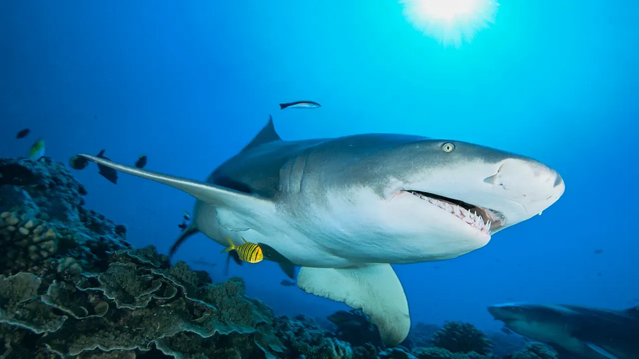 Tibu Rones Nombran a Florida capital mundial de ataques de tiburones - Todo Cuba